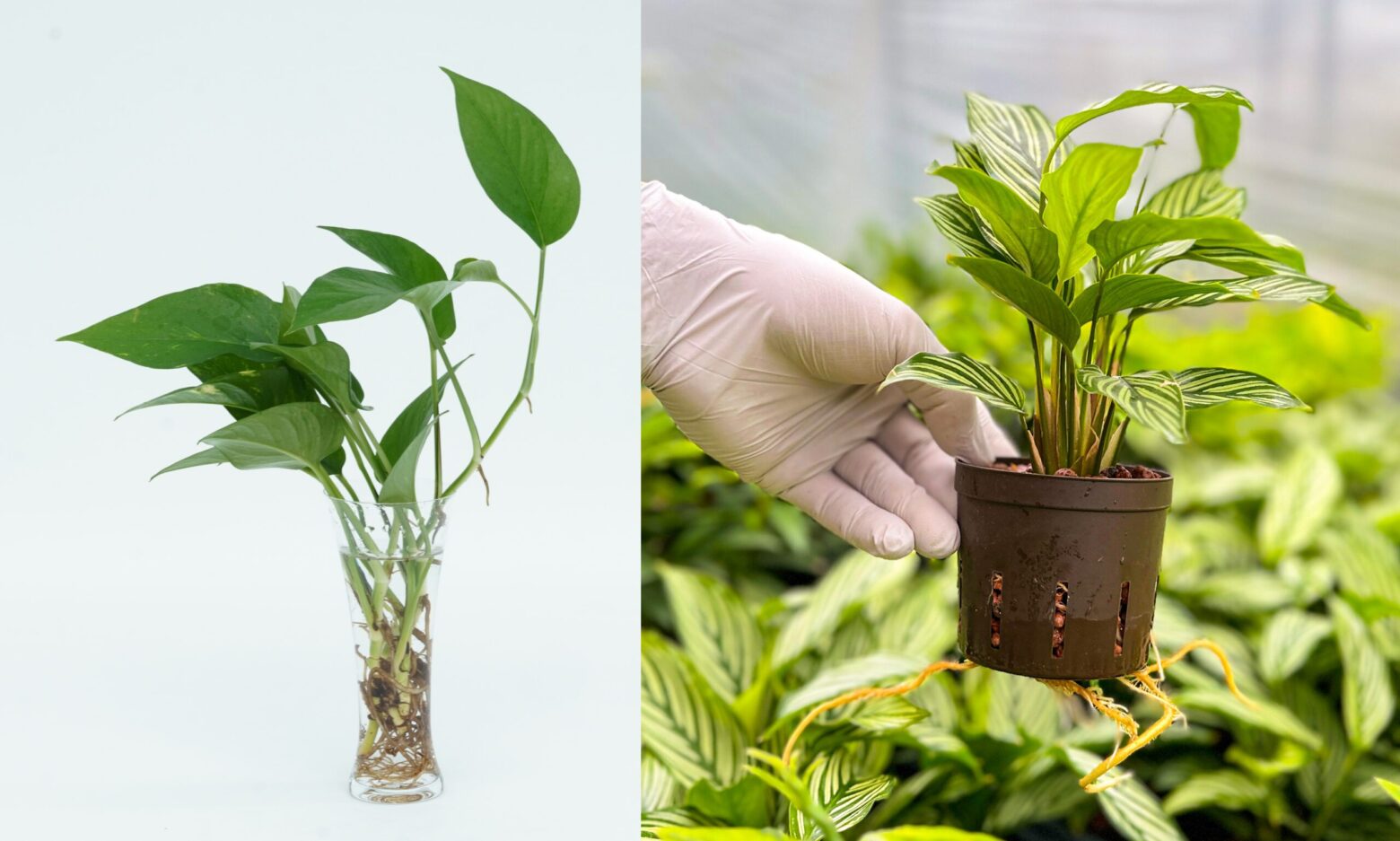 (좌)일반적인 수경식물. 뿌리를 털어 물에 담근 모습입니다. (우) 에코피플 수경 농장에서 완전히 적응한 식물. 화분 밖으로 나온 뿌리가 건강히 적응했음을 보여줍니다. 