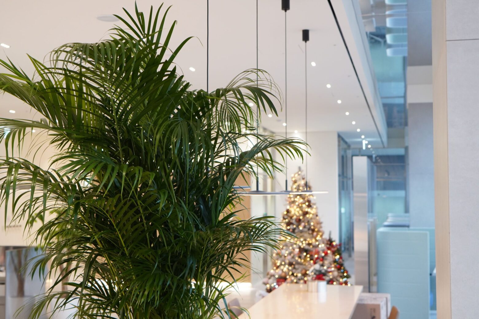 어느 기업 휴게실에 크리스마스 트리와 함께 장식된 아레카야자. 
식물은 그 자체만으로도 빛나고, 공간의 다른 요소들을 더욱 빛나게 하는 역할을 한다. 