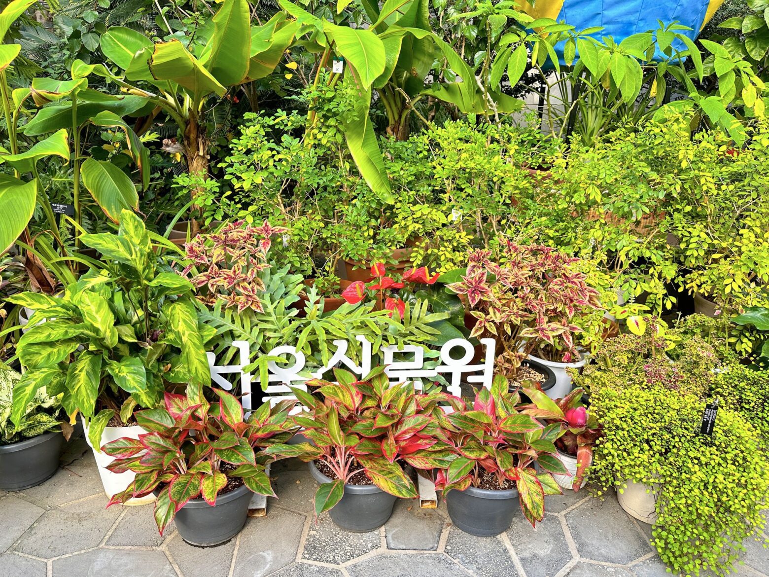 서울식물원 입구에 들어서면 보이는 울긋불긋한 식물들