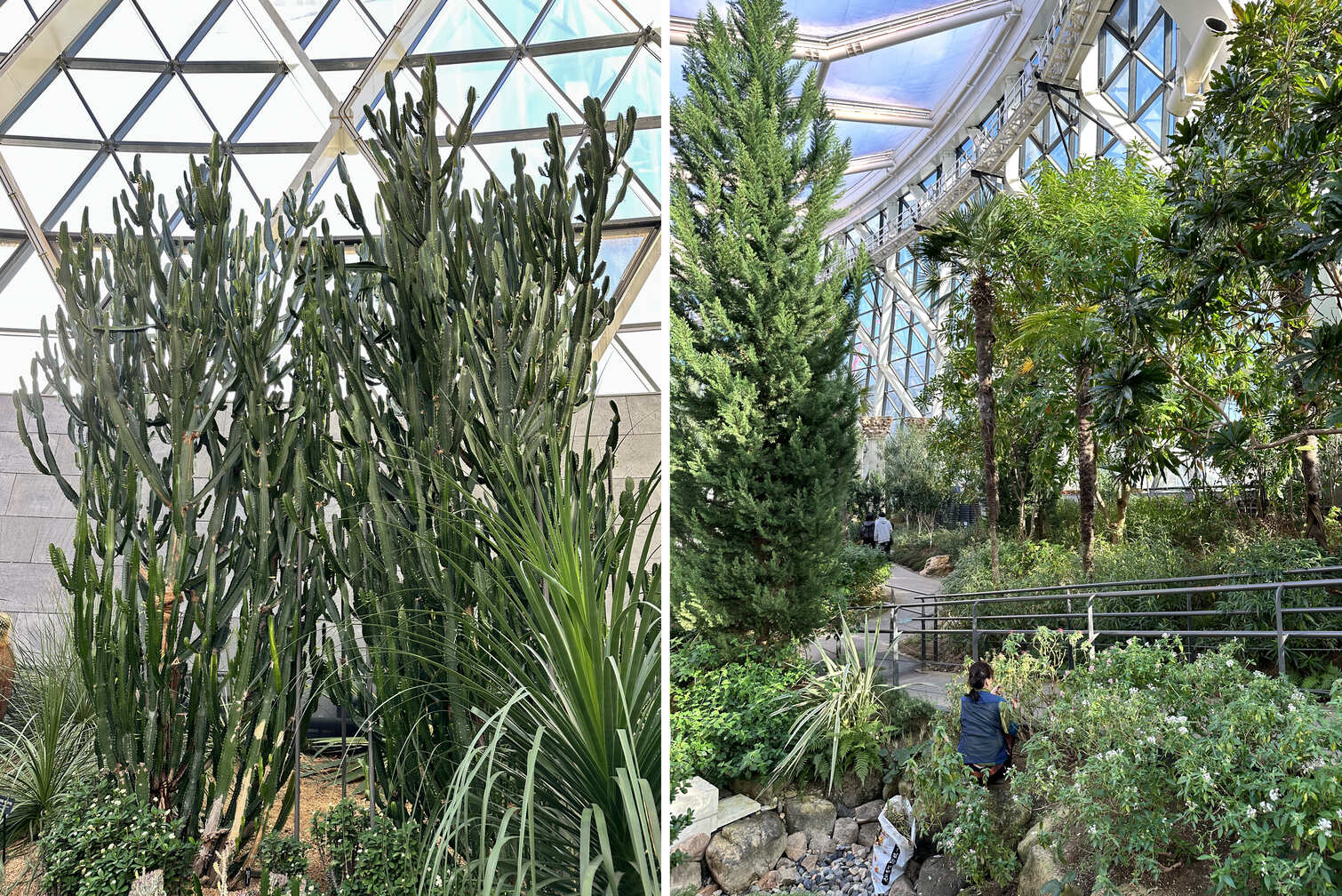 서울식물원 지중해관에 식재된 식물들.