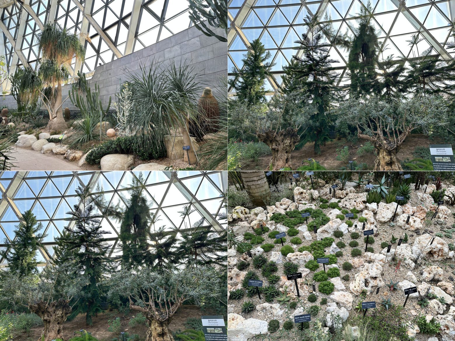서울식물원 지중해관에 식재된 식물들. 연중 온화한 지중해 기후임에 따라 그 기후에서 생육하는 식물들이 식재되어 있다.