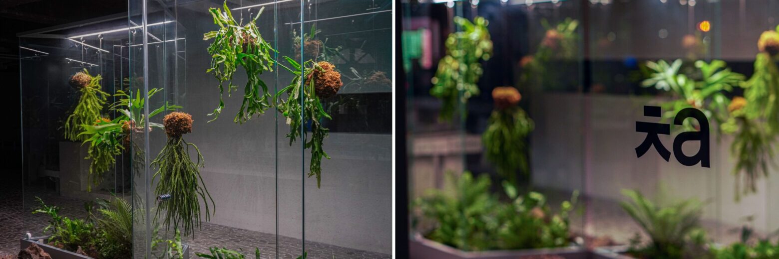 유리 쇼케이스 너머로 보이는 행잉식물을 촬영한 사진으로 이색적인 카페조경 연출을 보임.